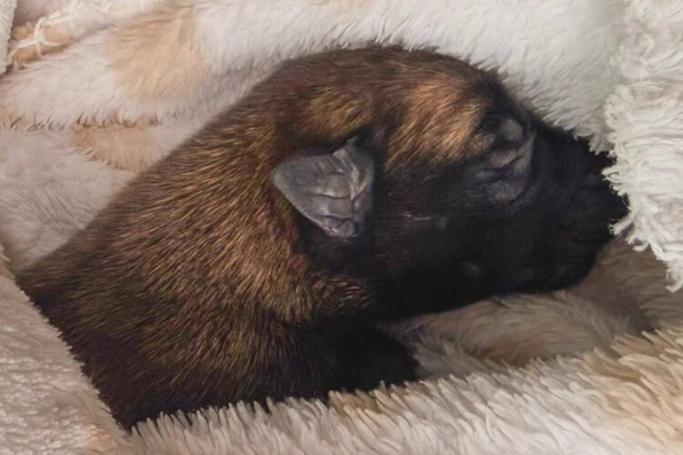 no-llegamos-a-tiempo-protectora-lamenta-muerte-cachorro-abandonado-carretera
