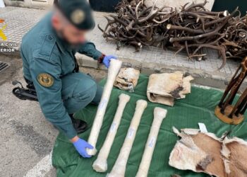 pieles-huesos-intervienen-cadiz-restos-especies-protegidas-marruecos-003