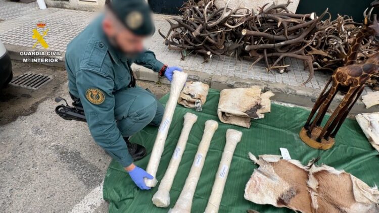 pieles-huesos-intervienen-cadiz-restos-especies-protegidas-marruecos-003