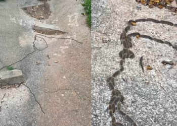 vecinos-miramar-denuncian-peligro-procesionaria-zonas-verdes