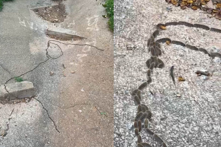 vecinos-miramar-denuncian-peligro-procesionaria-zonas-verdes