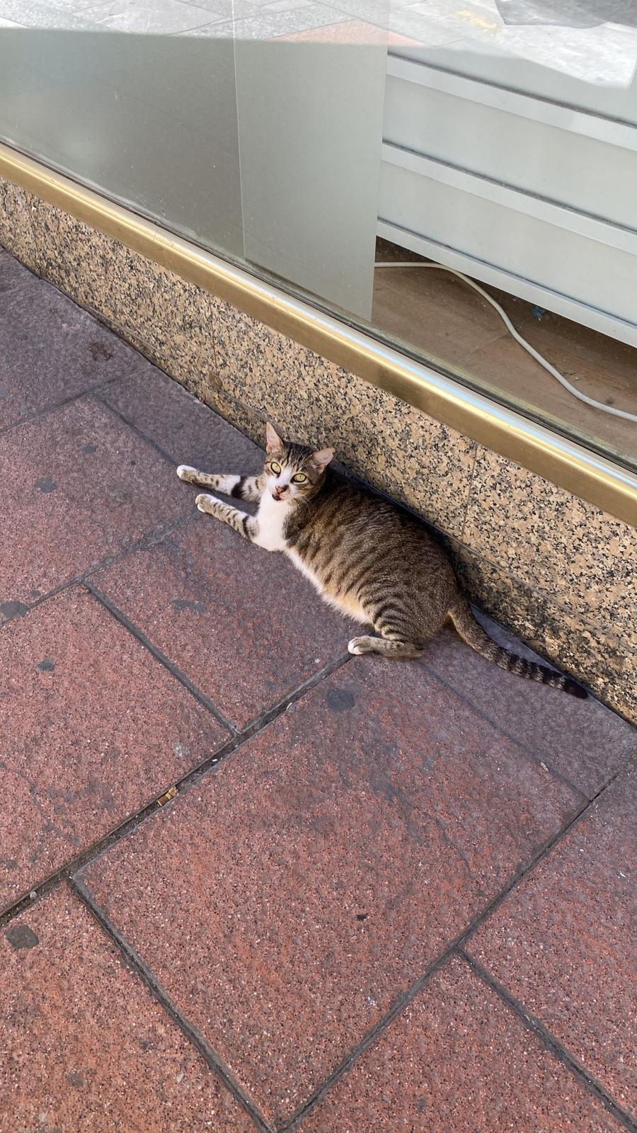 Willy-gato-Librería-Sol