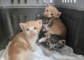 abandonados-sin-madre-buscan-ayuda-urgente-gatitos-1