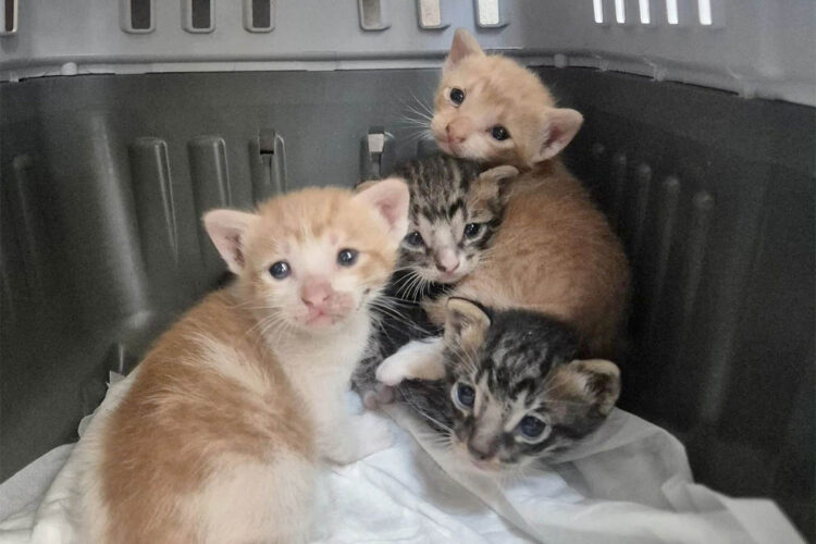 abandonados-sin-madre-buscan-ayuda-urgente-gatitos-1