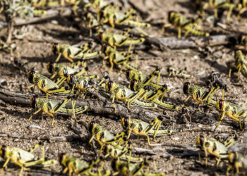 alerta-marruecos-plaga-langosta-desierto-hectareas-tratadas