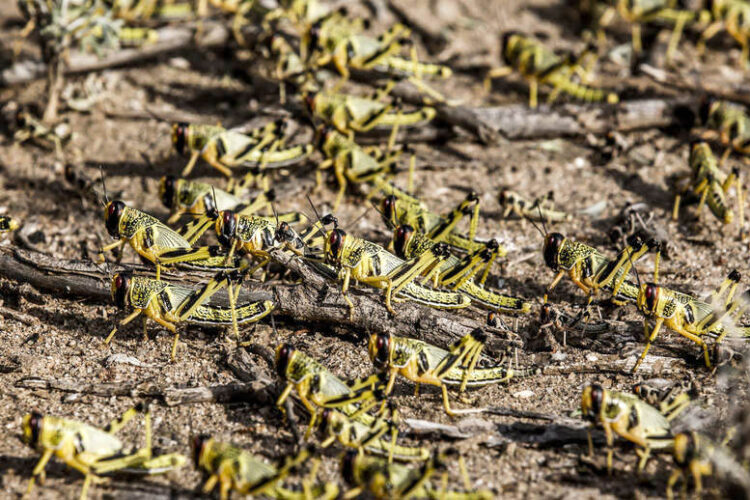 alerta-marruecos-plaga-langosta-desierto-hectareas-tratadas