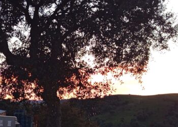 arbol-naturaleza-pensa-soledad