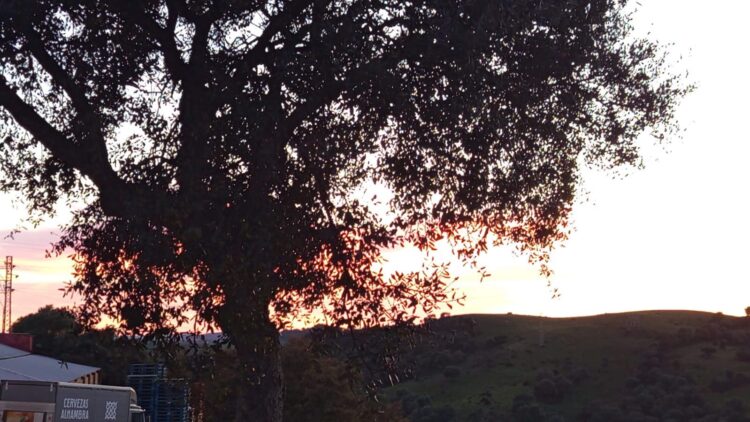 arbol-naturaleza-pensa-soledad