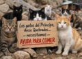 ayuda-urgente-gatos-principe-comer