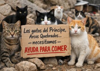 ayuda-urgente-gatos-principe-comer