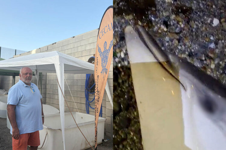 cecam-pesca-ilegal-marroqui-deja-delfines-mutilados-ceuta