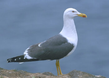 contar-nidos-gaviotas-patiamarillas-aportar-ciencia