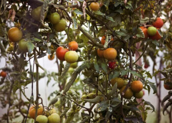 crisis-tomate-marruecos-suspension-exportaciones-precios