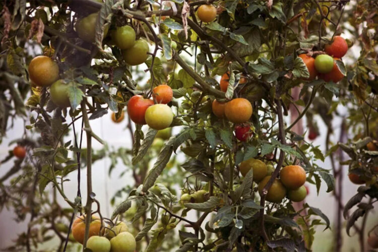 crisis-tomate-marruecos-suspension-exportaciones-precios