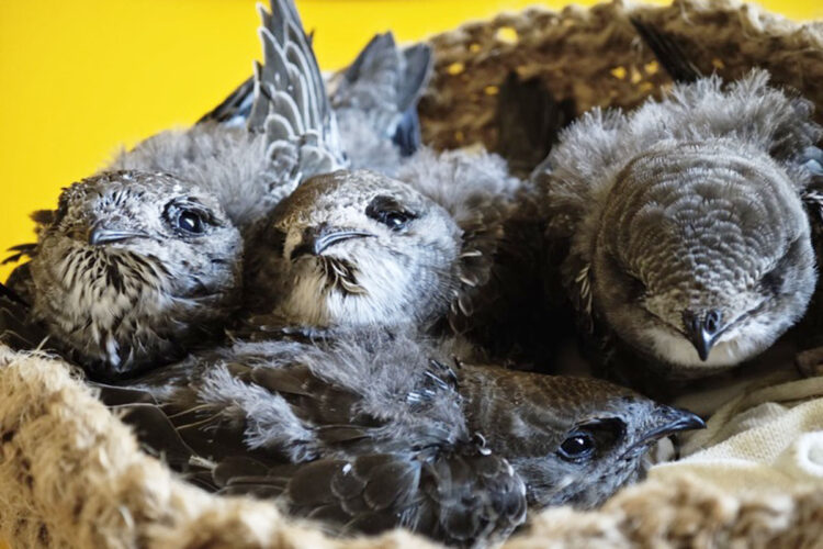 cuidado-pintura-reforma-fachadas-nidos-vencejo-001