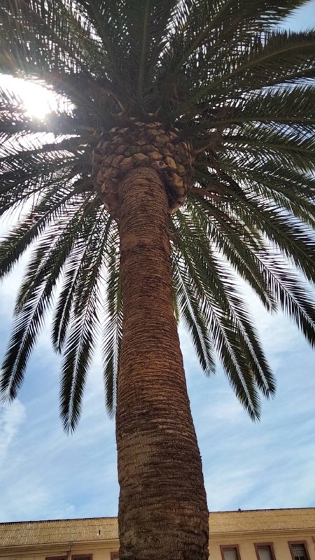 daubma-carga-podas-muerte-silenciosa-arbolado-001