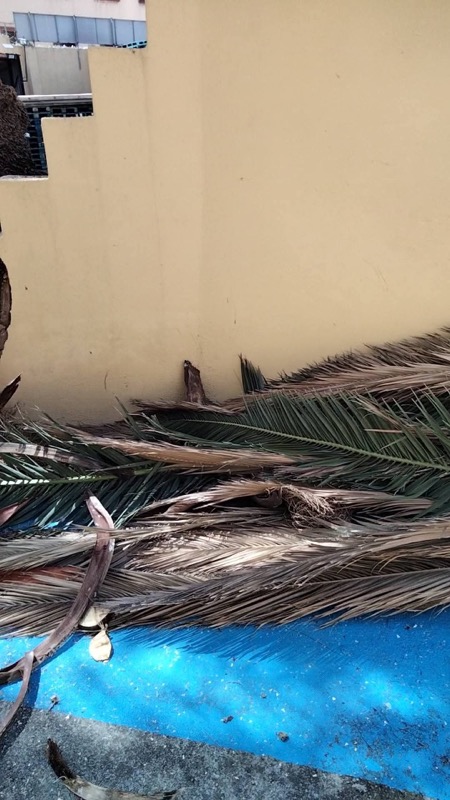 daubma-carga-podas-muerte-silenciosa-arbolado-003