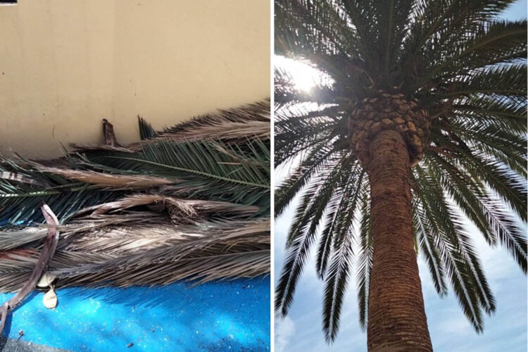 daubma-carga-podas-muerte-silenciosa-arbolado