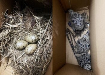 huevos y crias de gaviota en un nido