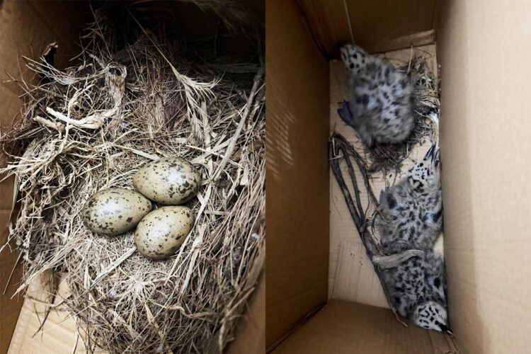 huevos y crias de gaviota en un nido