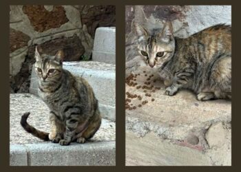 gata-mami-coste-ignorar-tiempos-bienestar-animal