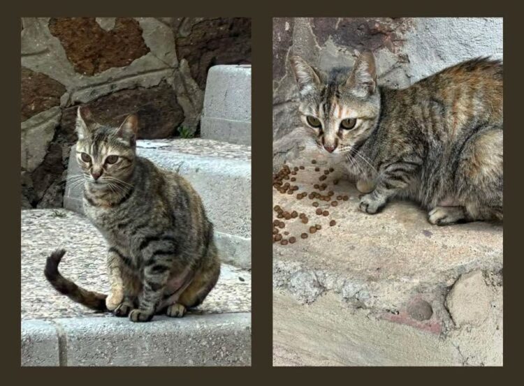 gata-mami-coste-ignorar-tiempos-bienestar-animal