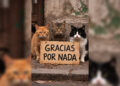 gracias-nada-sanidad-animal-colaboracion-angel-ruiz