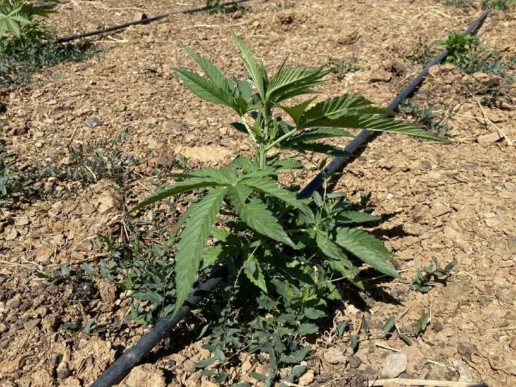 industria-cannabis-marruecos