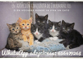 no-todo-vale-buena-intencion-no-es-suficiente