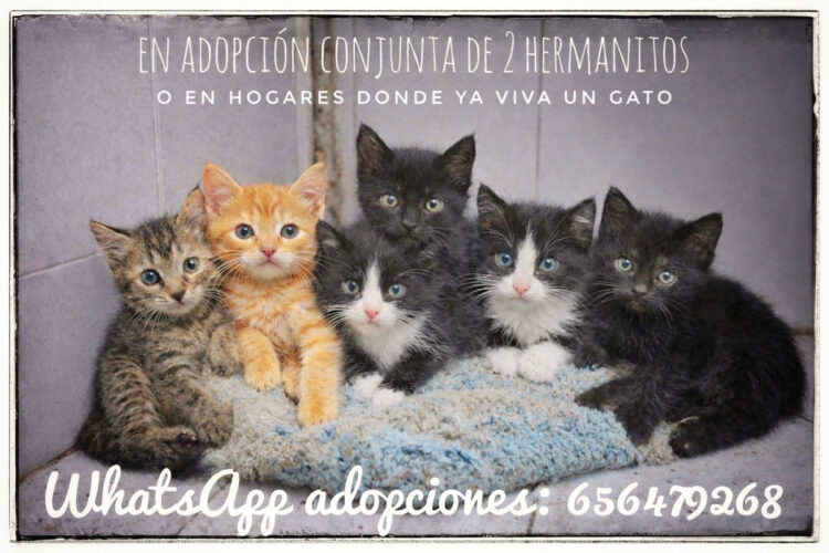 no-todo-vale-buena-intencion-no-es-suficiente