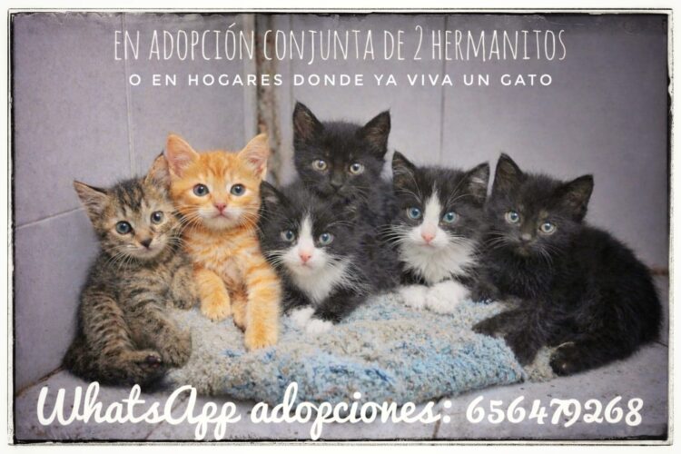 no-todo-vale-buena-intencion-no-es-suficiente-carta-director