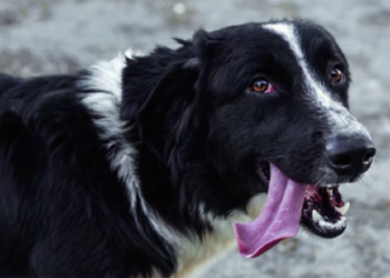 oreo-final-feliz-ultimo-rescatados-marruecos-espera-ceuta-003