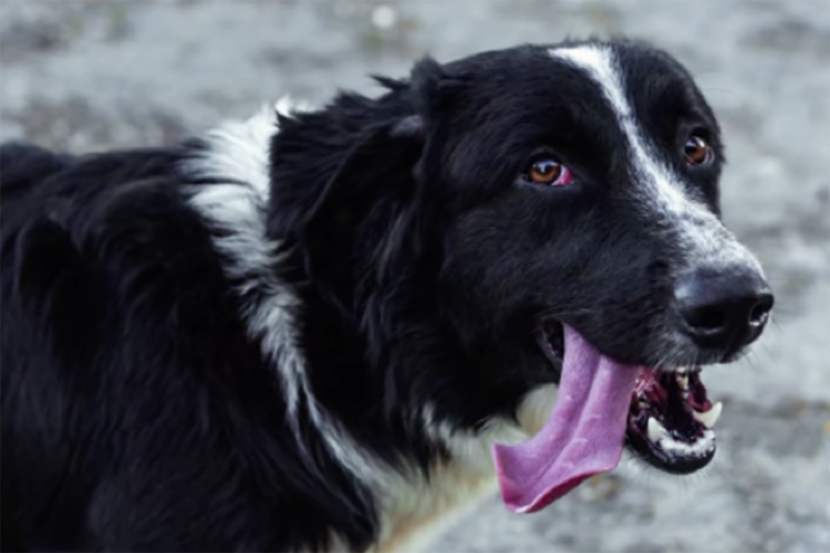 oreo-final-feliz-ultimo-rescatados-marruecos-espera-ceuta-003