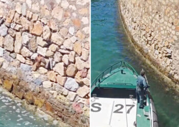 hazana-foso-guardia-civil-salva-cernicalo-apuros