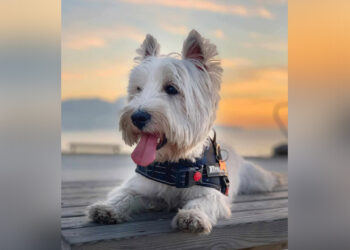 senora-benzina-paciencia-limite-agotando