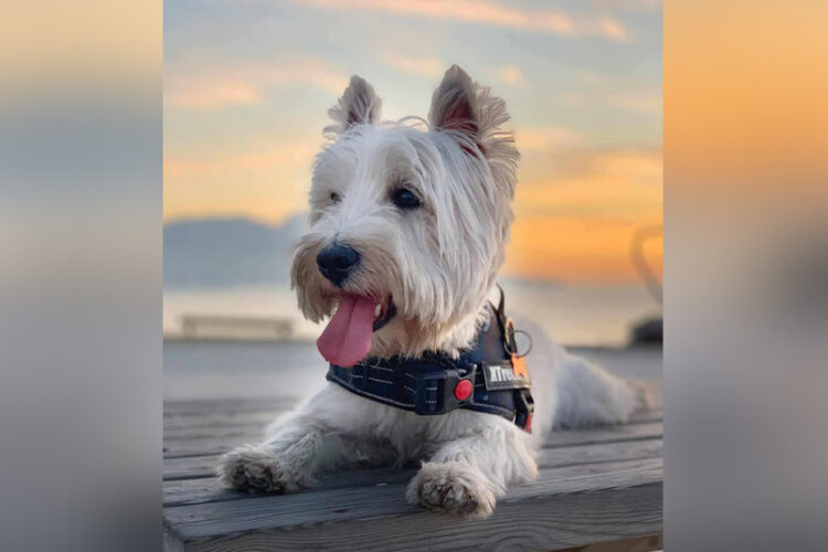 senora-benzina-paciencia-limite-agotando