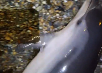 tristeza-encontrar-delfin-muerto-amputaciones