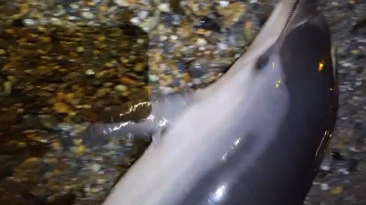 tristeza-encontrar-delfin-muerto-amputaciones