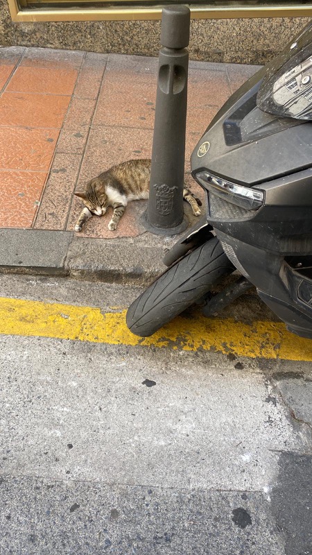 willy-gato-eligio-libros-todo-barrio-foto-001