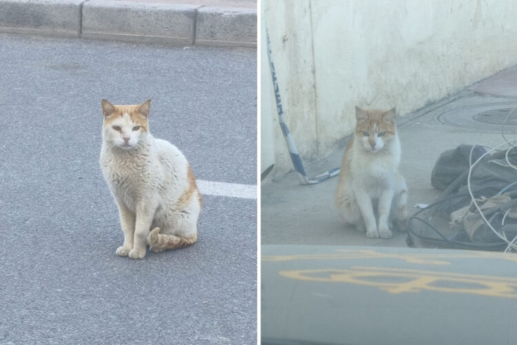 abandonan-colonia-felina-tarajal