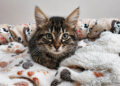 asociacion-chats-noirs-ceuta-aclara-actuacion-caso-fluffy-acusaciones-publicas-recibidas