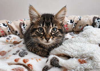 asociacion-chats-noirs-ceuta-aclara-actuacion-caso-fluffy-acusaciones-publicas-recibidas