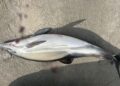 delfin muerto