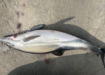 delfin muerto