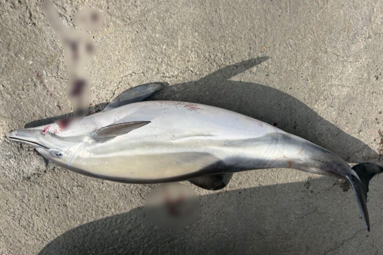 delfin muerto