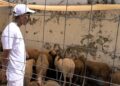 eid-al-adha-2026-celebra-alegria-vecinos-familia-ceuta-2
