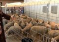 eid-al-adha-2026-celebra-alegria-vecinos-familia-ceuta-31