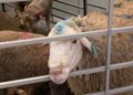 eid-al-adha-2026-celebra-alegria-vecinos-familia-ceuta-36