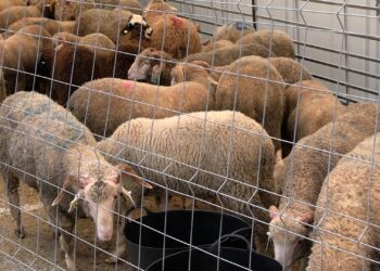eid-al-adha-2026-celebra-alegria-vecinos-familia-ceuta-37