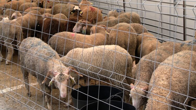 eid-al-adha-2026-celebra-alegria-vecinos-familia-ceuta-37